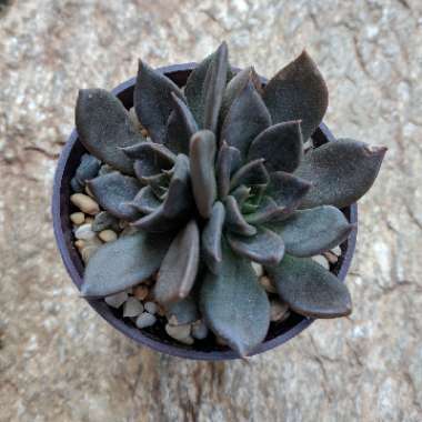 Echeveria Black Prince