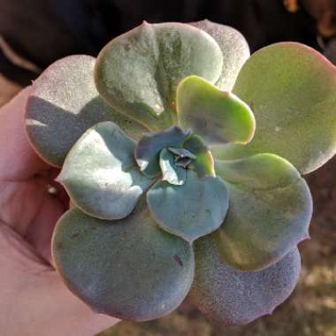 Echeveria Blue Metal