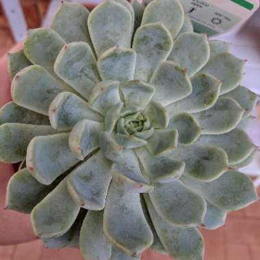 Echeveria Cuspidata