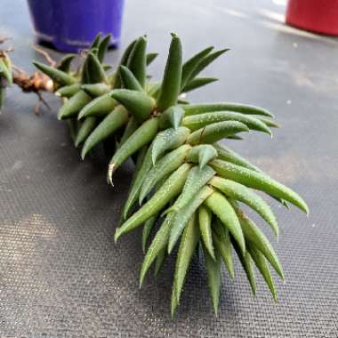 Haworthiopsis coarctata f. greenii syn. Haworthia coarctata f. greenii, Haworthia greenii