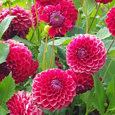 Plant image Dahlia 'Dalaya Devi'