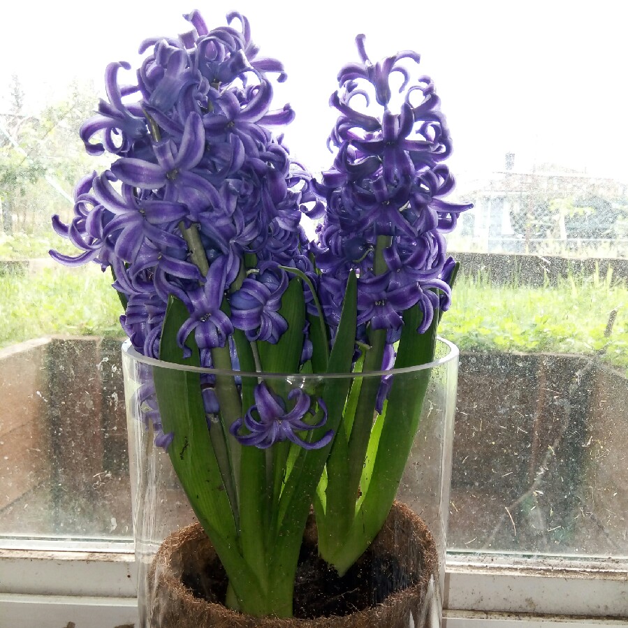 Plant image Hyacinthus orientalis 'Ostara'