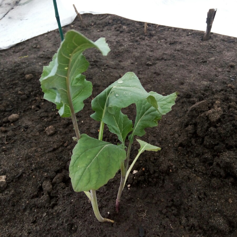 Cauliflower 'Romanesco'