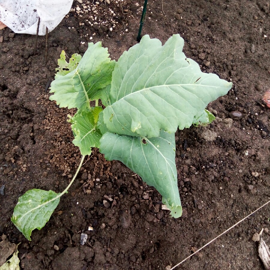 Kale 'Lacinato'