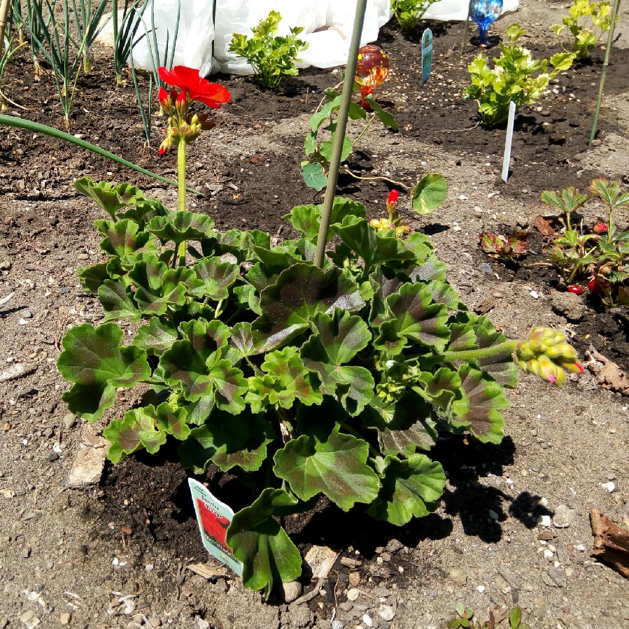 Pelargonium 'Maverick Orange' (Zonal)