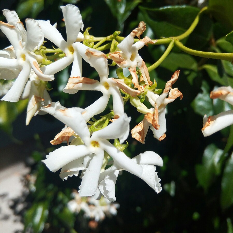 Star Jasmine