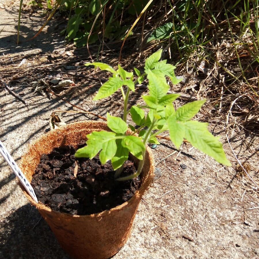 Plant image Solanum lycopersicum 'San Marzano 2' syn. Solanum lycopersicum 'San Marzano II'