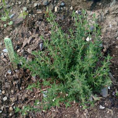 Thyme