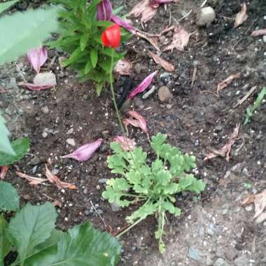 Icelandic Poppy 'Gartenzwerg Group'