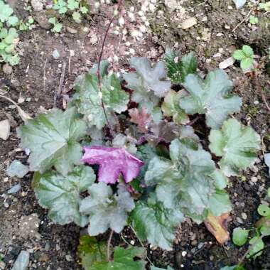 Alumroot 'Palace Purple'