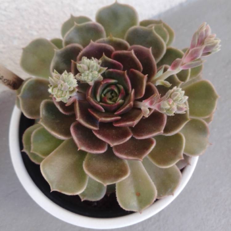 Plant image Echeveria Brown Rose