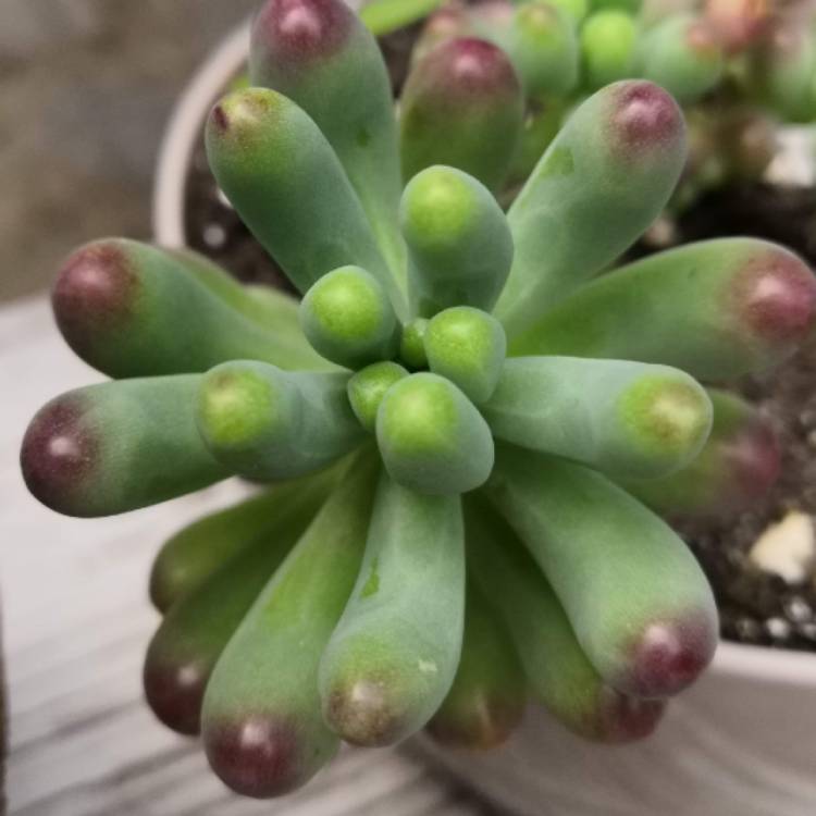 Plant image Sedum 'Pachyphyllum Hybrid