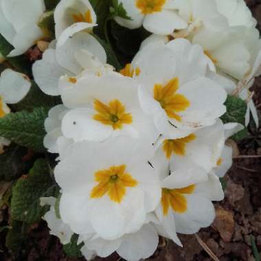 Primrose