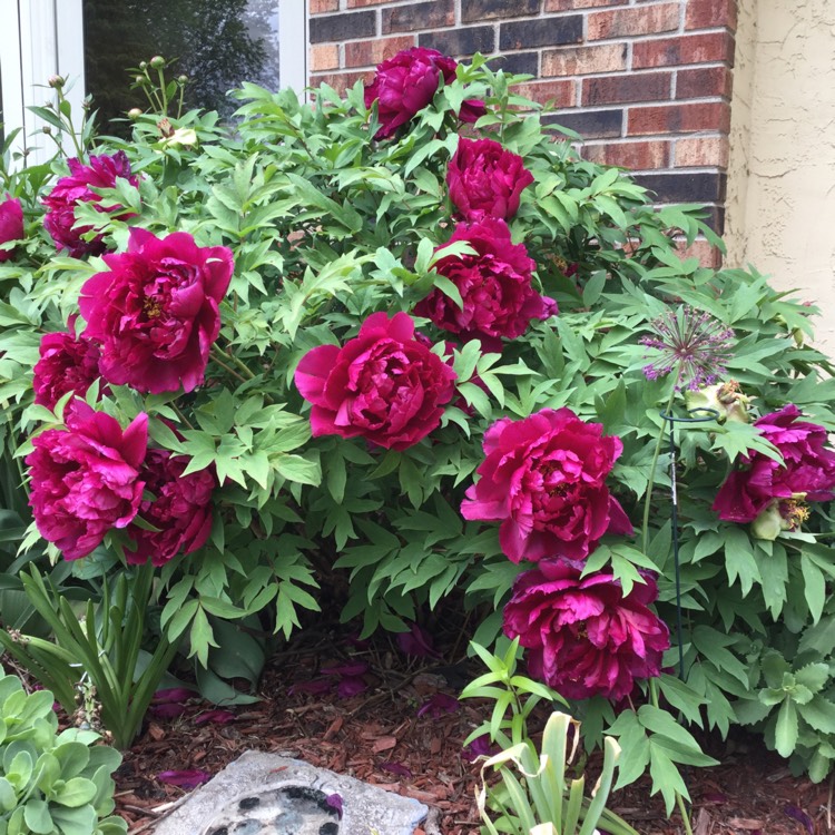 Plant image Paeonia x suffruticosa 'Shintenchi'