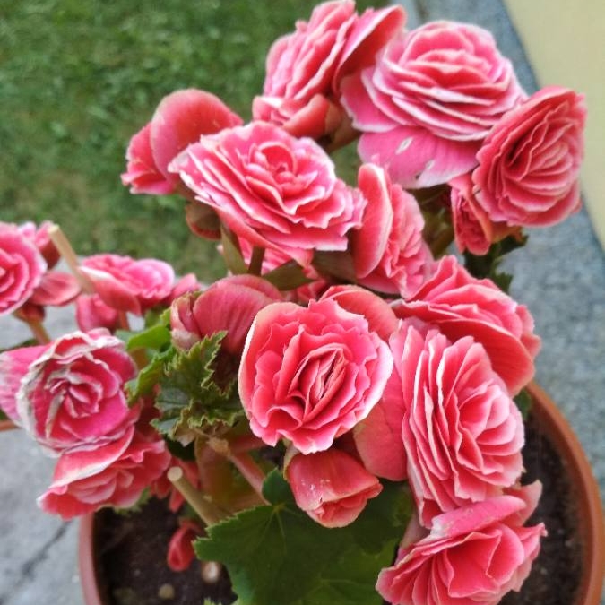 Plant image Begonia elatior 'Borias'