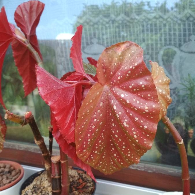 Plant image Begonia maculata 'Raddi'