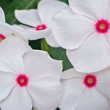 Catharanthus roseus syn. Vinca Rosea 'Grape Cooler'