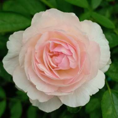 Rosa multiflora syn. Rosa polyantha