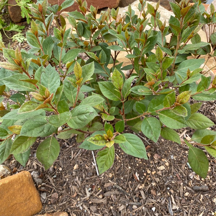 Plant image Crataegus laevigata 'Crimson Cloud'