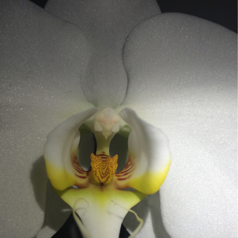 Moth Orchid