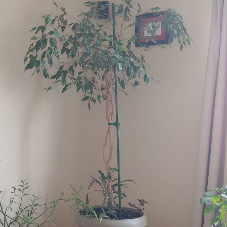 Plant image Ficus benjamina 'Exotica'