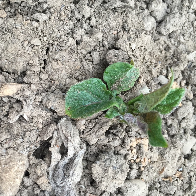 Plant image Solanum tuberosum 'Wilja'