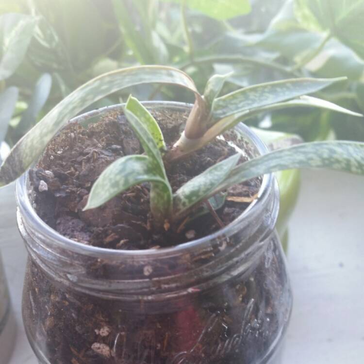 Plant image Gasteria bicolor var. 'Liliputana'