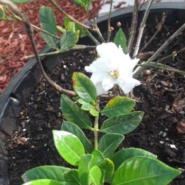 Gardenia jasminoides 'Four Seasons'