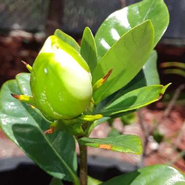 Gardenia 'Four Seasons'