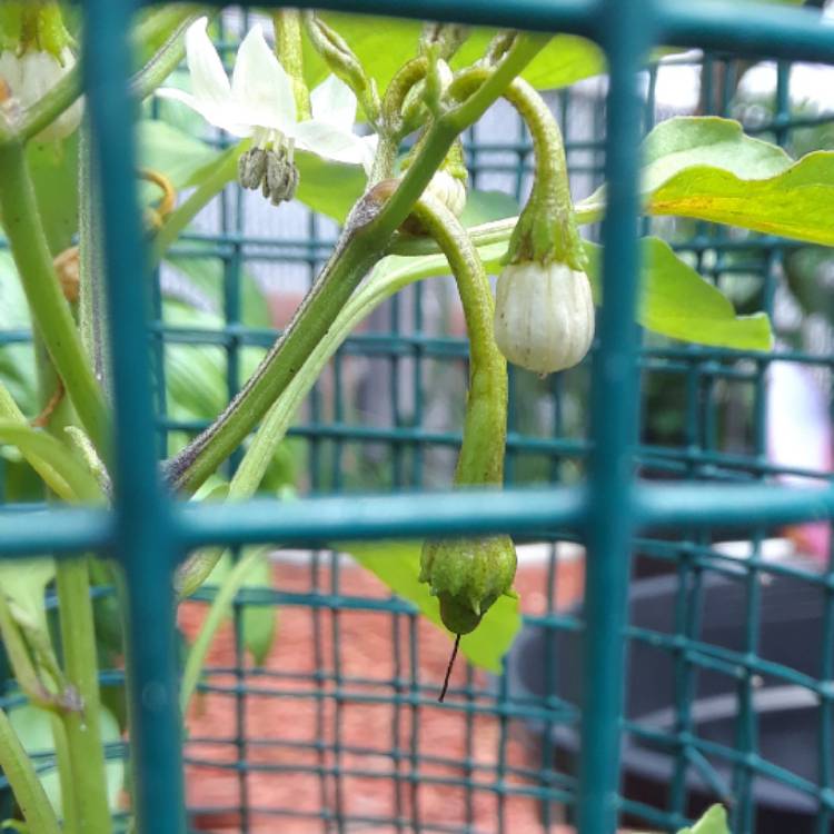 Plant image Capsicum Frutescens 'Piri Piri'