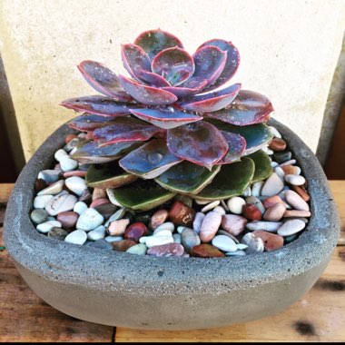 Echeveria Perle Von Nurnberg