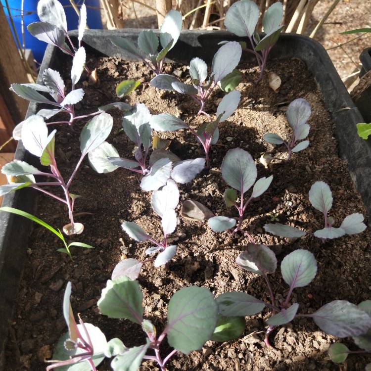 Plant image Brassica oleracea var. rubra (Capitata Group)