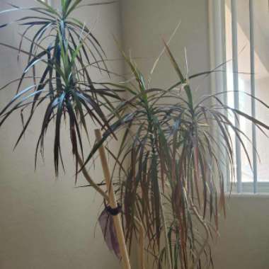 Dracaena marginata