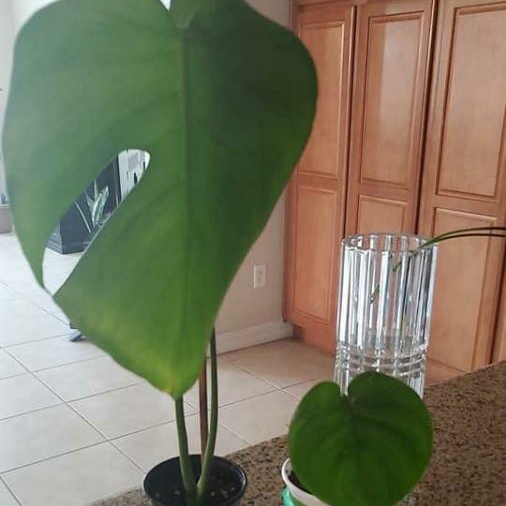 Plant image Monstera dubia