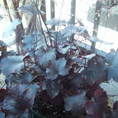 Heuchera