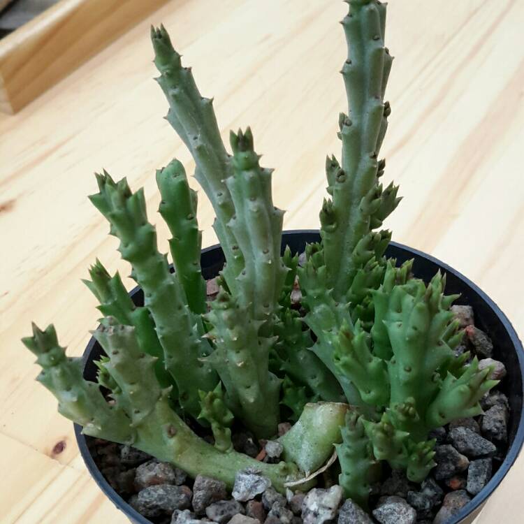 Plant image Stapelia asterias