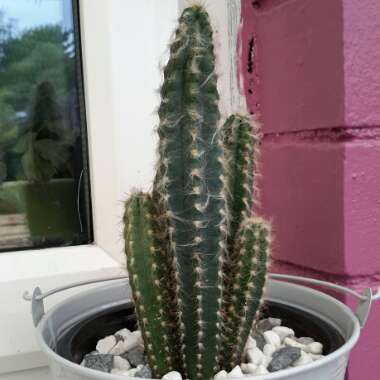 pilosocereus leucocephalus