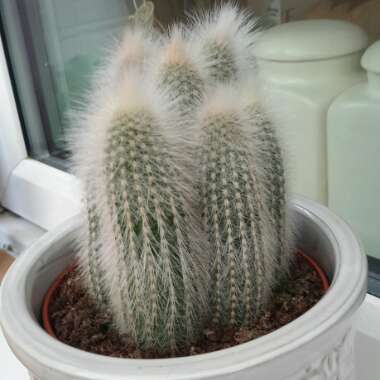 Cleistocactus strausii