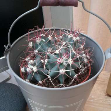 Ferocactus emoryi