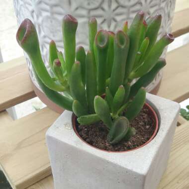 Crassula ovata 'Gollum'