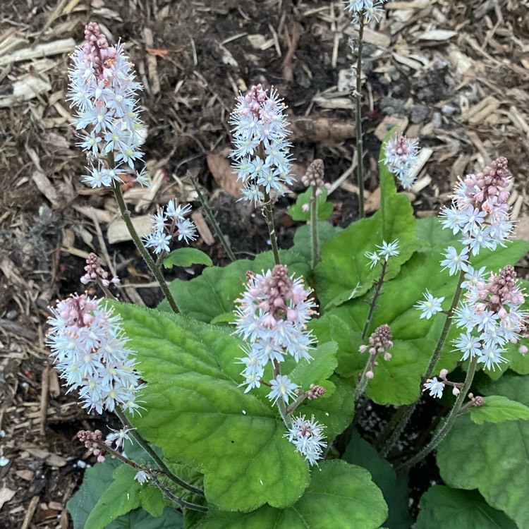 Plant image Tiarella wherryi