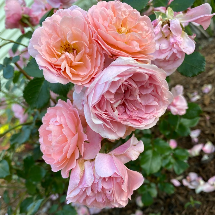 Plant image Rosa 'Meimirrote' syn. Rosa 'Apricot Drift'