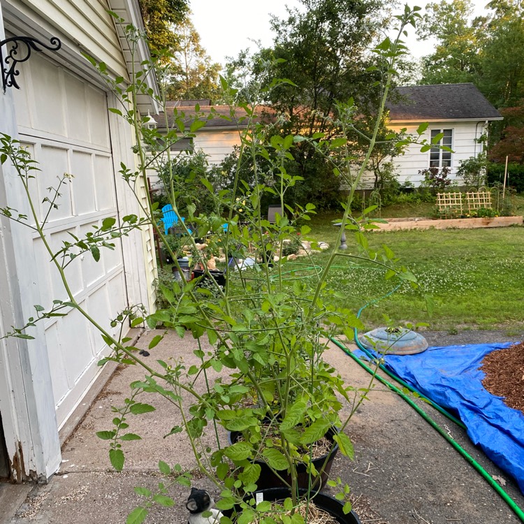 Plant image Solanum Lycopersicum var. cerasiforme 'Sweetie'