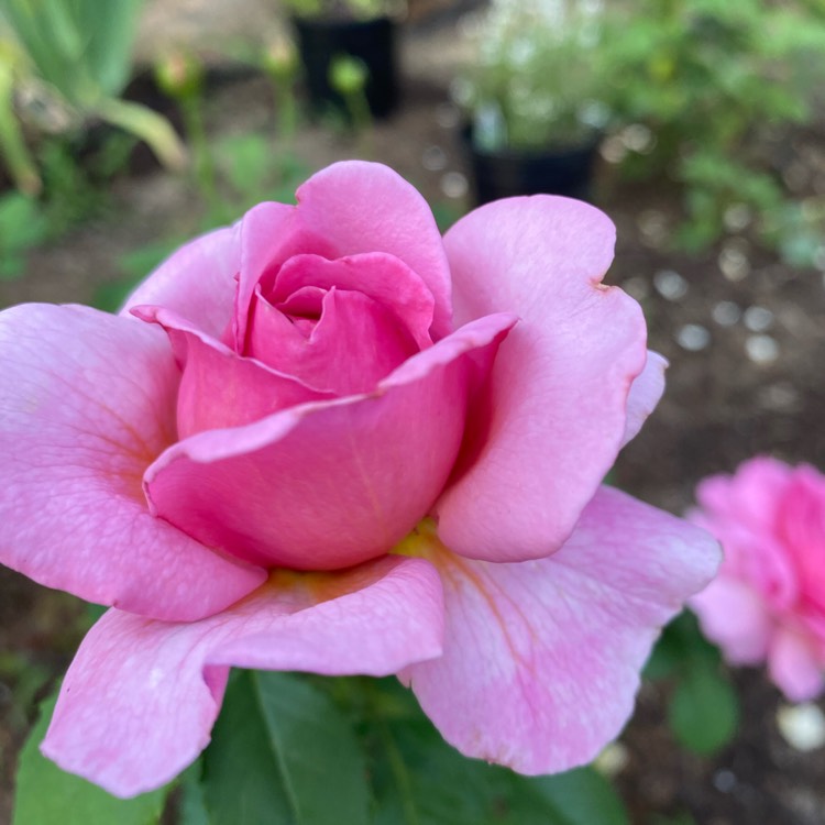 Plant image Rosa 'Ausmerchant' syn. Rosa 'Princess Alexandra of Kent'