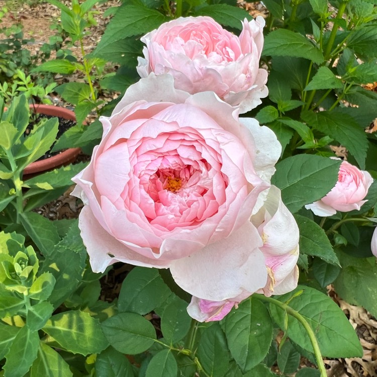 Plant image Rosa 'Ausgrab' syn. Rosa 'The Alnwick Rose', Rosa 'Alnwick Castle'