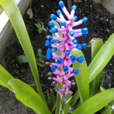 Aechmea gamosepala