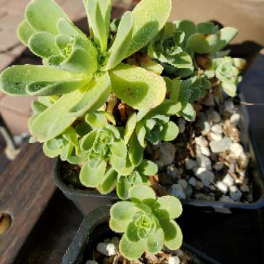 Aeonium Aureum