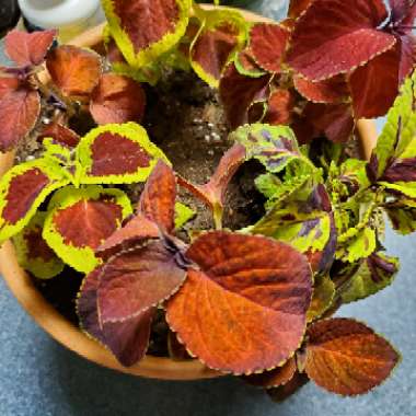 Plectranthus scutellarioides 'Scatter Splatter'