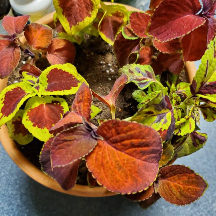 Plant image Plectranthus scutellarioides 'Scatter Splatter'