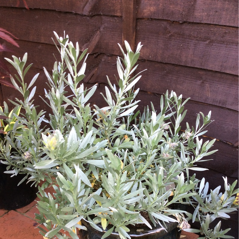 Plant image Convolvulus cneorum